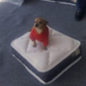 Meet your Posher, Incaztex